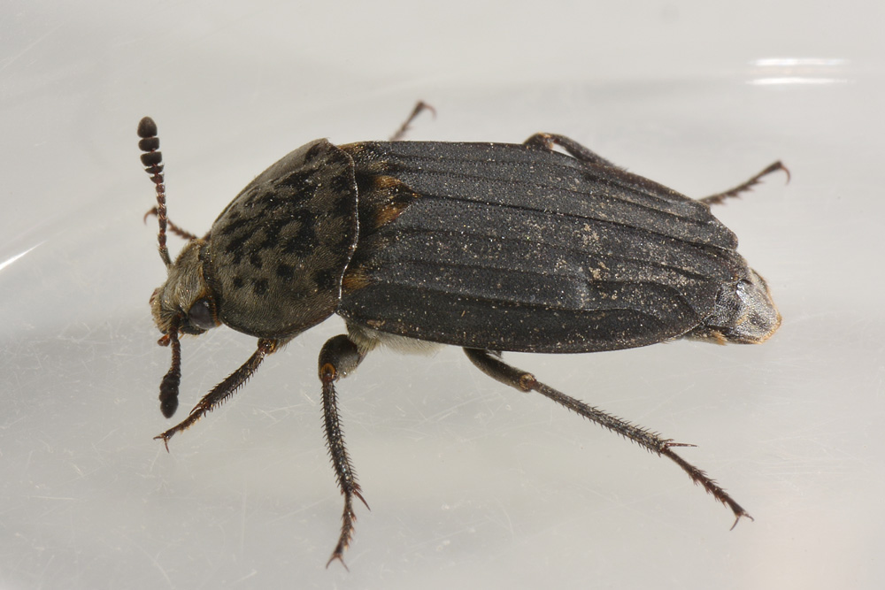 Silphidae, Thanatophilus sinuatus? S, femmina
